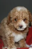 Toy Poodles- CKC Registered