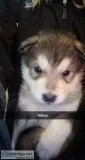 Alaskan Malamute Puppies