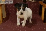 Purebred jack russell terrier puppy