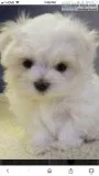 MALTESE PUPPY LOOKING FOR NEW HOMES