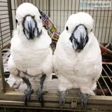 Jamie and Tammy Cockatoo Parrots