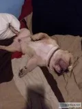American Bully Puppy (male)