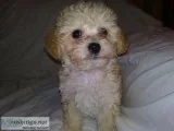 3 Maltipoo for sale