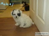 Toy sized teddy bear faced pomeranian puppies