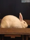 New Zealand white rabbits