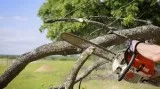 Expert of Tree removal services in Kelowna