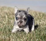 AKC LilacMerleTri French Bulldog Puppy Girl (Joy)
