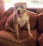 Abkc registered bully pits 3 females