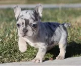 AKC LilacMerleTri French Bulldog Puppy Boy (Mack)