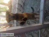 German Sheppard female puppy