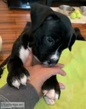 Female Boxer Puppy