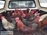 Roosters- Pasture Raised