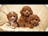 Toy poodle