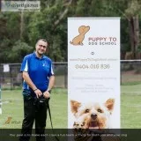 Dog Training Sydney  Puppy School Sydney  Dog Training School Sy