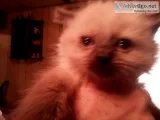 4 kittens