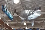 NEW 17 FT GREAT WHITE SHARK MOUNT FIBERGLASS REPLICA