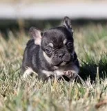 AKC BlackTri French Bulldog Puppy Girl (Kay)