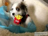 Cocker SpanielMaltese