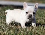 AKC Cream French Bulldog Puppy Girl (Lara)