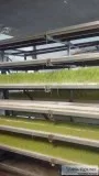 Fodder Growing System