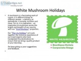 Best Hotels and Resorts in Udaipur Udaipur  White Mushroom Hotel