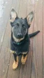 4 months old German Shepard