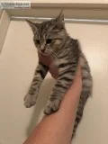Part Maine Coon Kitten