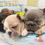 french bulldog pup for sale at a very affordable price
