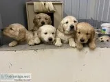 AKC Golden Retriever puppies
