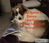LOST Female Corgi Mix PAWBOOST ID 5995728 Oside