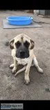 AKC English Mastiff Female Pup