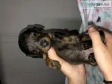 Adorable Mimi female dapple dachshund puppies