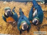 Macaws and Parrots available for Rehome