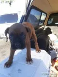 Boxers Puppies pure bred 7 Weeks 2 Boys and 1 Girl