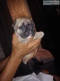 French Bulldog Puppies