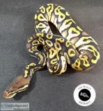 Ball Pythons