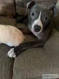 Pit Bull 6Months Old
