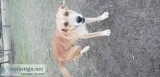 Free male cur mix to good home