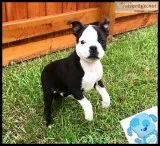 Boston Terrier Puppies