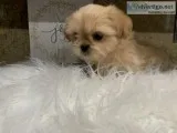3 Adorable Shih Tzu Male Puppies