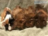 Baby guinea pigs