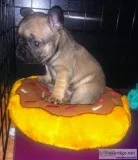 French Bulldog Puppies