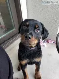 Rottweiler puppy 4 months