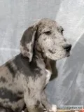 St Dane pups