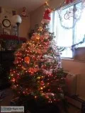 Christmas tree for sale in Denver Colorado area.