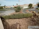10ft 3in Saguaro cactus tree