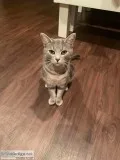 Two cats for adoption