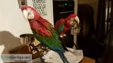Green Wing Macaw Parrots