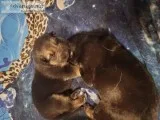 Male German shepherd pup