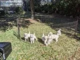 AKC Standard Poodle Puppies-Grand Champion and Health Tested Par
